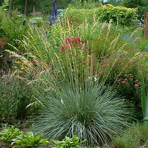 Helictotrichon sempervirens - Blue Oat Grass